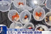 巴彦淖尔@铲屎官们 养“异宠”或危害国家安全 这些行为违法了